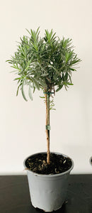 Lavandula angustifolia Tikroji Levanda