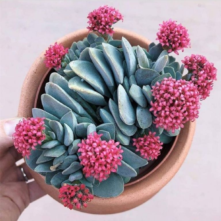 morgans beauty succulent Crassula Morgan's beauty – Gipsygarden
