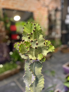 Euphorbia Ingens Erytrea  variagata Marmorata