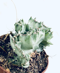 Euphorbia lactea variagata cristata