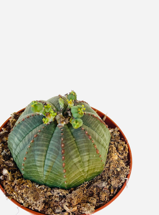 Euphorbia Obesa