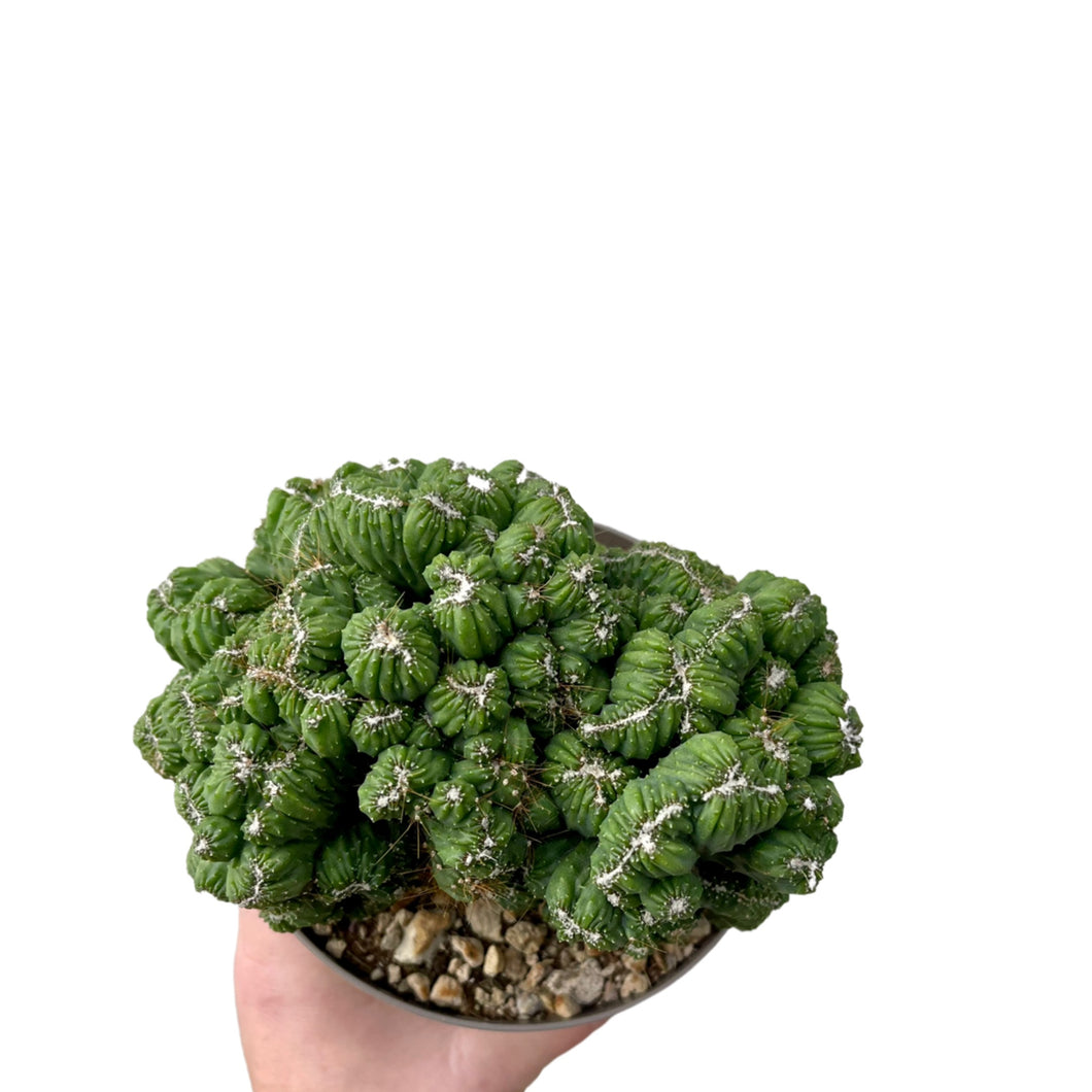 Cereus peruvianus monstrosa coral