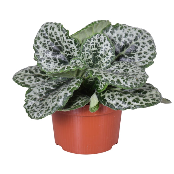 Streptocarpus Pretty Turtle 13Ø 25cm