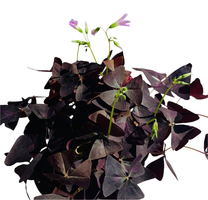 Oxalis triangularis