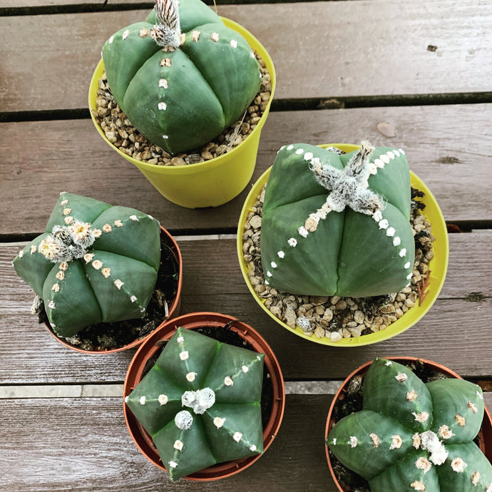 Astrophytum myriostigma nudum