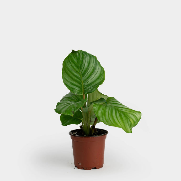 Calathea Orbifolia