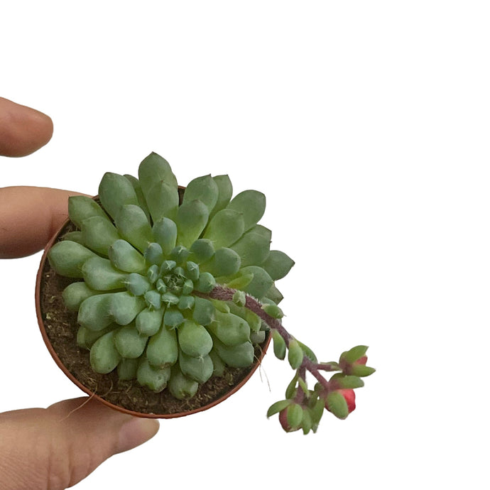 Echeveria rundelli