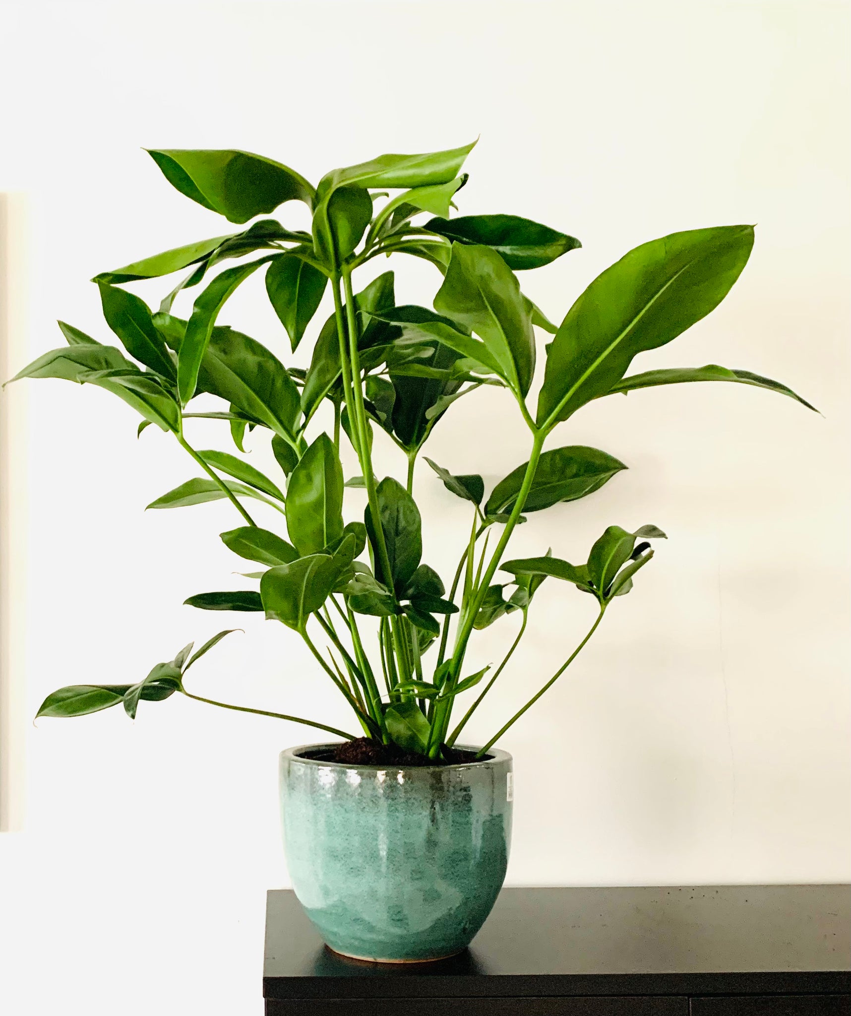 philodendron green wonder goeldii Philodendron goeldii 'Green Wonder' – Gipsygarden