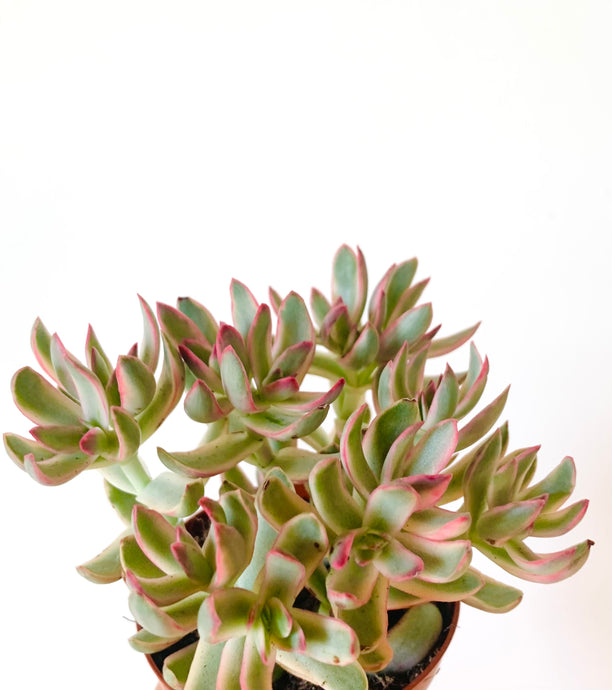 Crassula candy cane