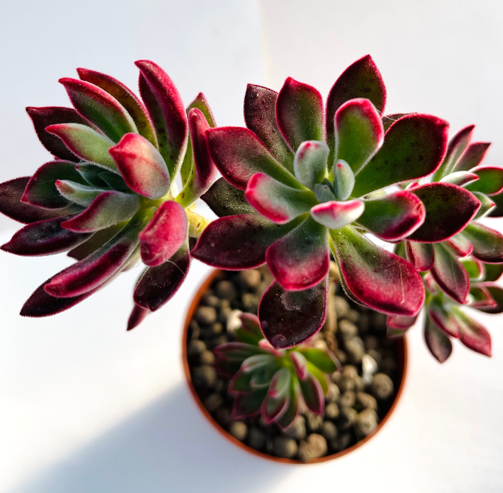devotion succulent Echeveria pulvinata Devotion – Gipsygarden