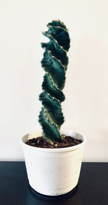 Cereus Jamacaru forbesii Spiralis