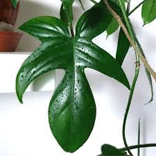 Philodendron Florida