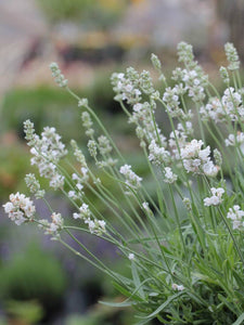 Lavandula angustifolia Aromance white