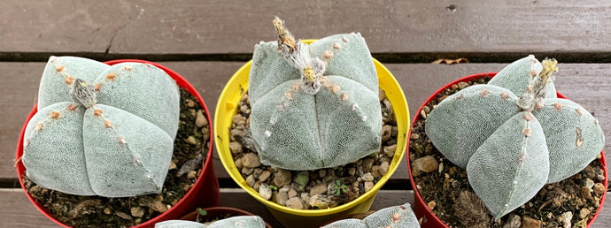 ASTROPHYTUM MYRIOSTIGMA QUADRICOSTATUM