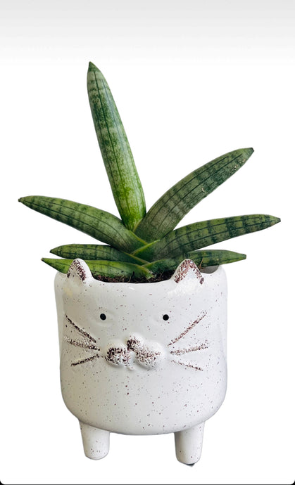 Potted cat