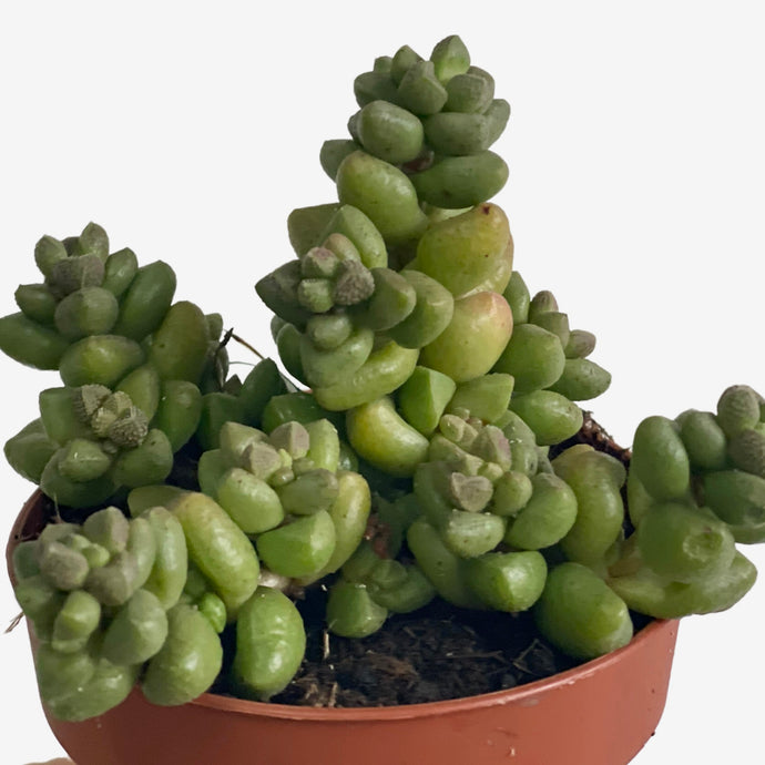 Crassula Furfuracea