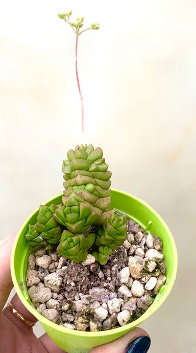 Crassula marchandii