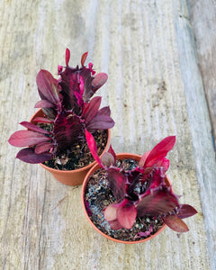 Euphorbia Trigona rubra