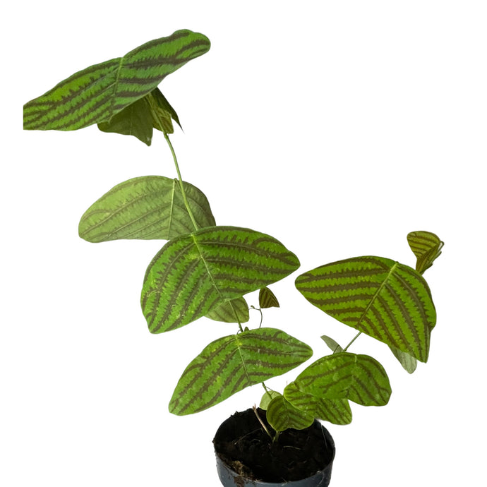 Christia Obcordata