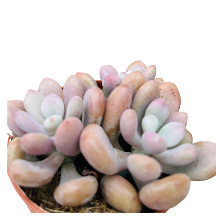 Pachyphytum cv.momobijn