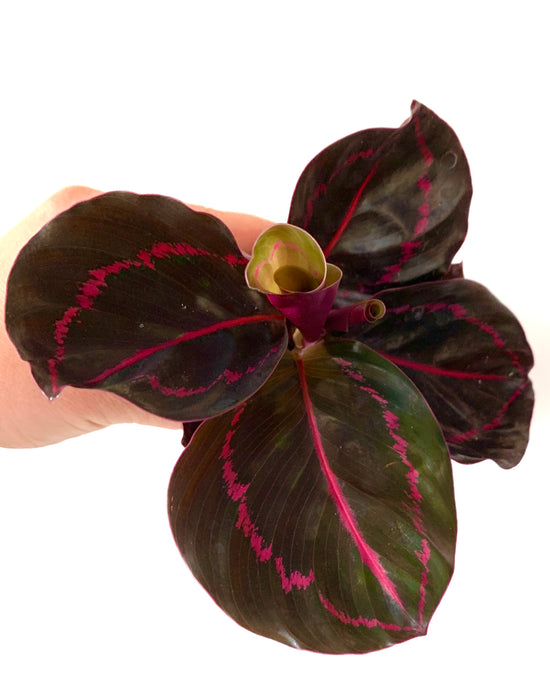 Calathea Rosea picta Illustrus