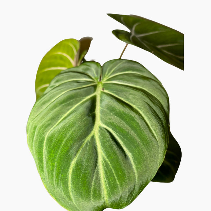 Philodendron Gloriosum