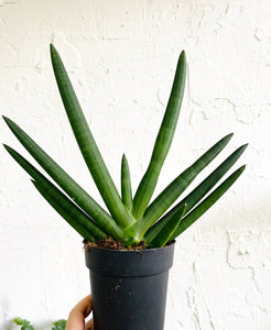 Sansavieria Tiara emerald