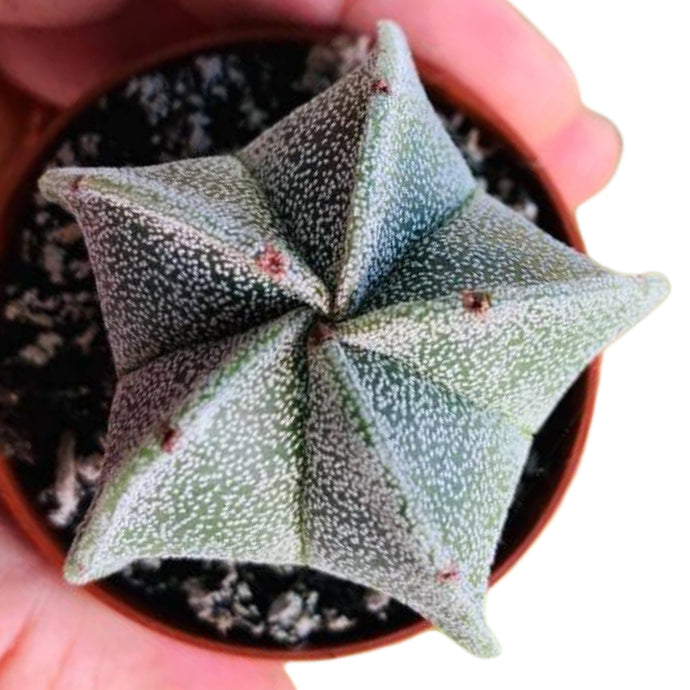 Astrophytum Myriostigma