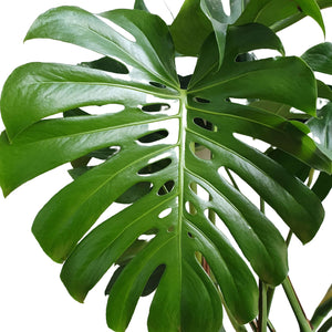 Monstera deliciosa big form