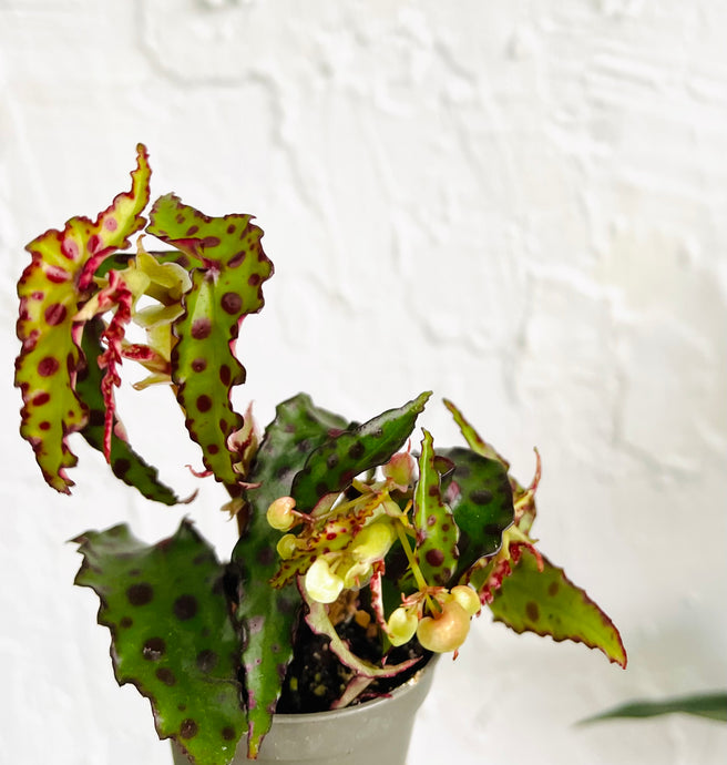 Begonia Amphioxus