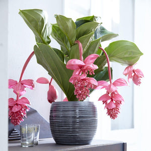 Medinilla Magnifica Flamenco