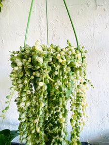 Senecio rowleyanus variagata