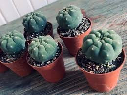 Matucana Madisonorium