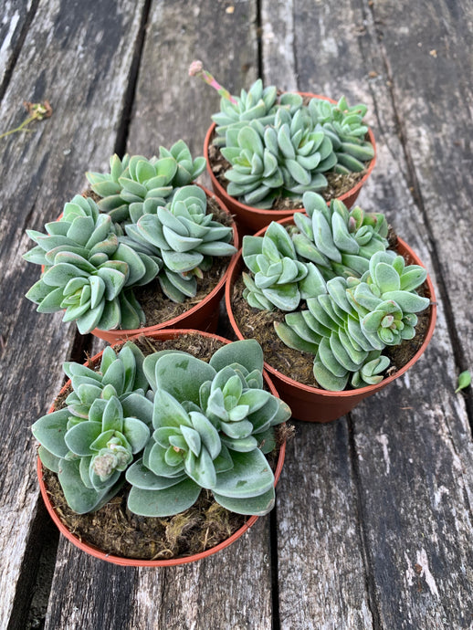 Crassula Coralita