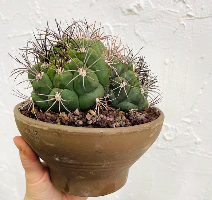 Gymnocalycium cactus family