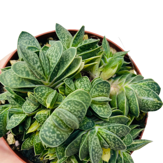 Gasteria verrucosa variagata