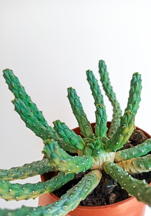 Euphorbia inermis