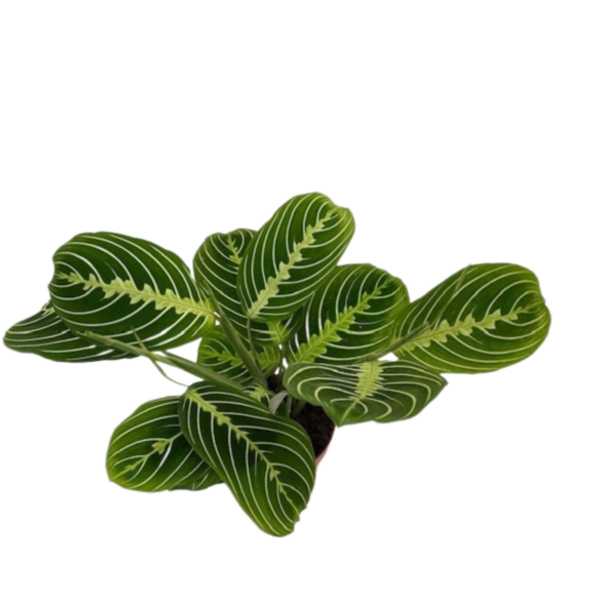 Marantha Riscada Marantha Lemon – Gipsygarden