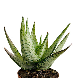 Aloe Somaliensis