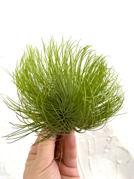 Tillandsia Andreana