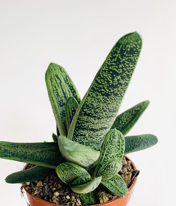 Gasteria Little Warthy