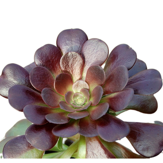 Aeonium Valour