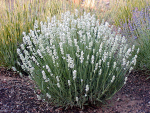 Lavandula angustifolia Aromance white