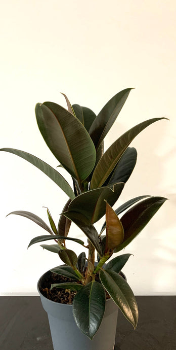 Ficus Melanny