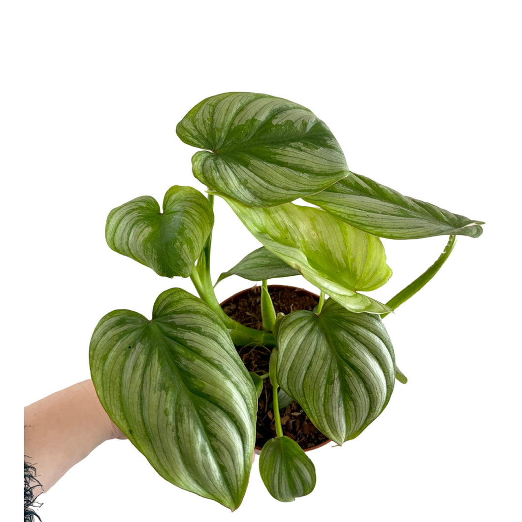 Philodendron Mamei