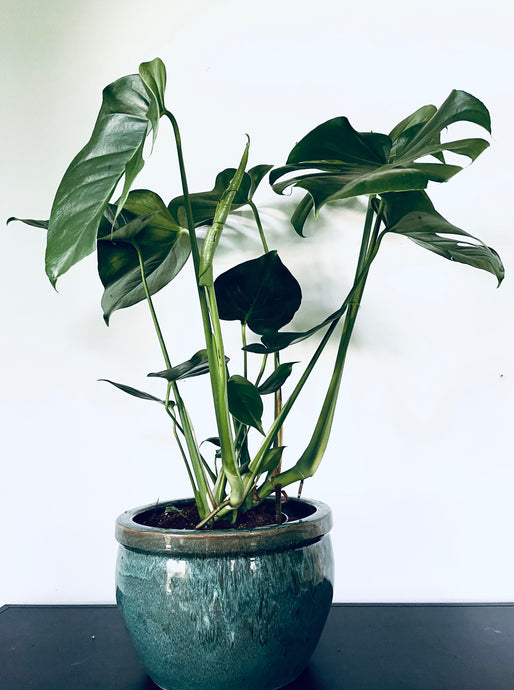 Monstera deliciosa