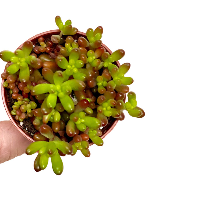 Sedum rubrotinctum