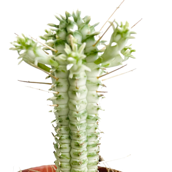 Euphorbia mamiliaris variagata