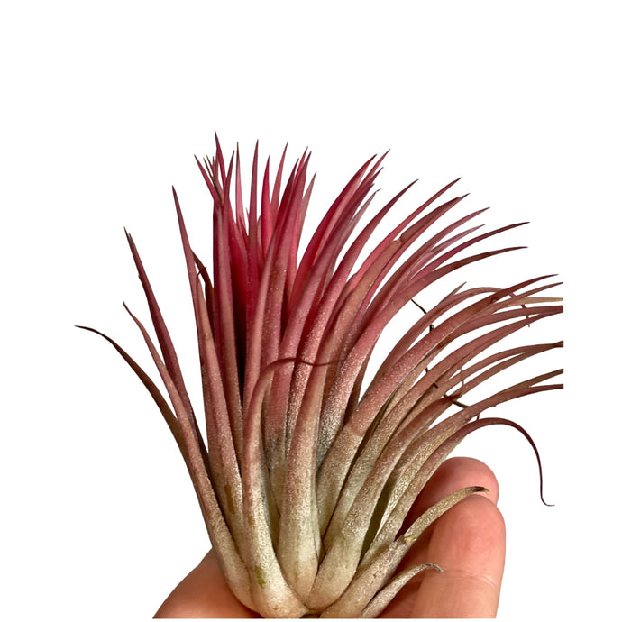 Tillandsia Ionantha Fuego