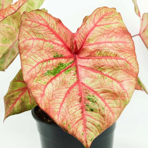 Caladium Autumn Beauty